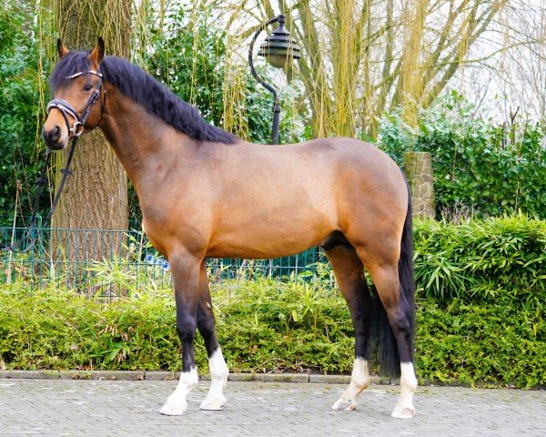 Deckhengst Crown NoRiskNoFun (Deutsches Reitpony, 2021, von Fs Numero Uno)