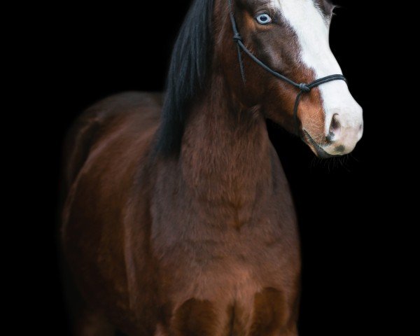 Dressurpferd Billy Joe (Deutsches Reitpony, 2018, von Top Berlin)