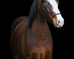 dressage horse Billy Joe (German Riding Pony, 2018, from Top Berlin)