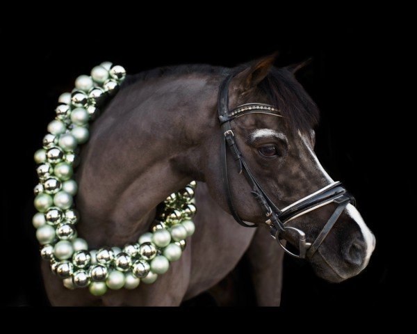 dressage horse Fury 545 (Pony without race description, 2009) dressage horse Fury 545 (Pony without race description, 2009)