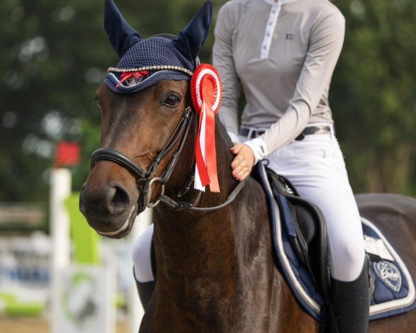 jumper Cleverboy PS (Zangersheide riding horse, 2018, from Comilfo Plus Z)