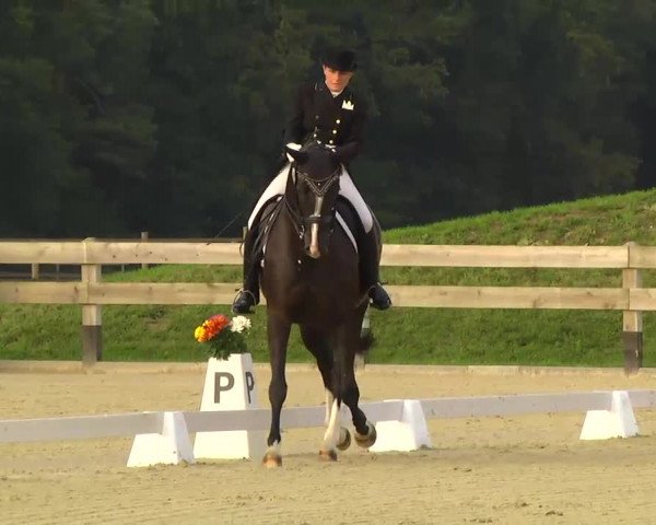 Reitturnier Linkenheim-Hochstetten 2013