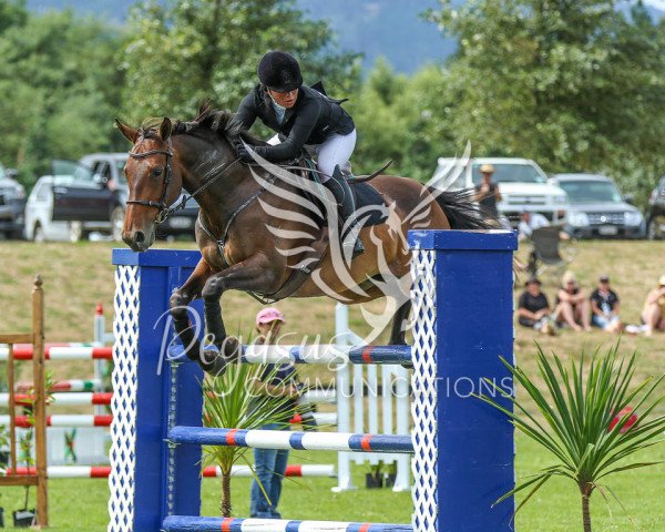 Pferd Can't Touch This (Selle Français, 2011, von Untouchable M)