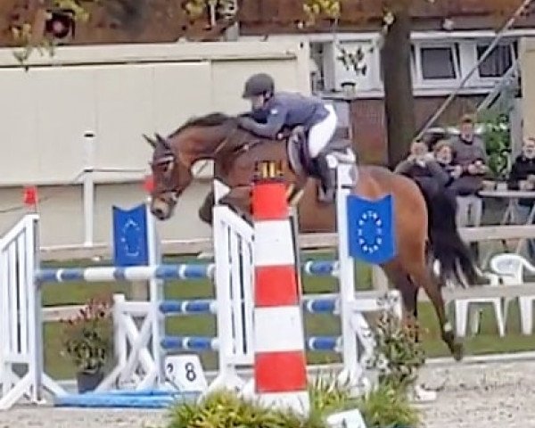 jumper Continiuum (KWPN (Royal Dutch Sporthorse), 2008, from VDL Cardento 933)