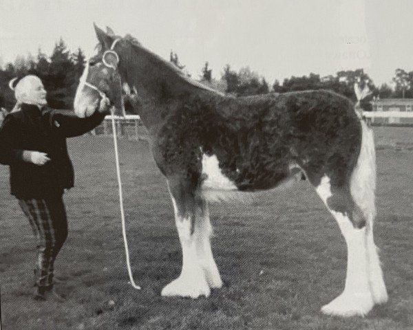 Deckhengst Boat Perfection (Clydesdale, 2002, von Millisle Perfection)