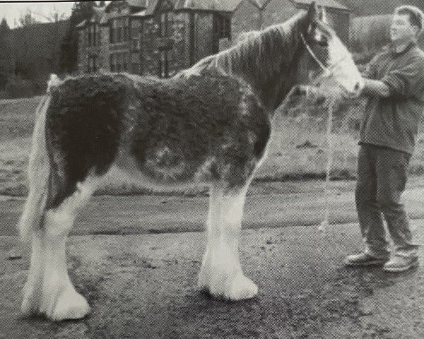 Zuchtstute Littleward Lady Kate (Clydesdale, 2002, von Collessie Cut Above)