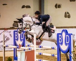 jumper Konkista Pkz (Holsteiner, 2012, from Castelan II Pkz)