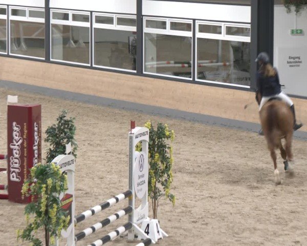 Reitturnier Borken (Hessen) 2025