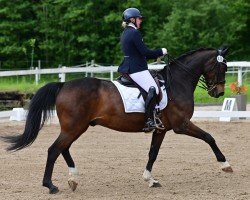 Dressurpferd Devie's Dream (Westfale, 2007, von Donnerbube Junior)