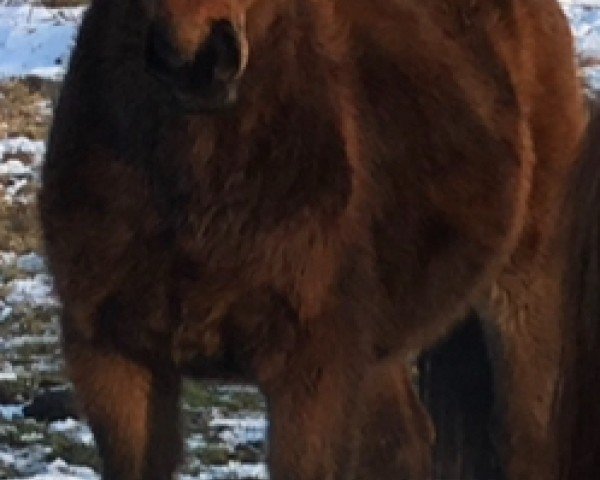 horse N.N. (German Sport Horse, 2017, from Casalljano)
