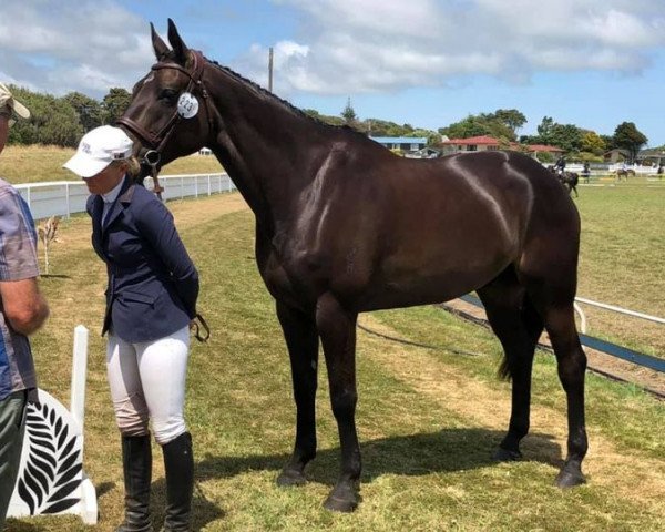 jumper Caesar (New Zealand Warmblood, 2011, from Fétiche du Pas)