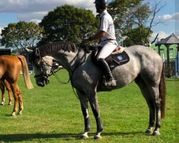 horse Haupouri Da Vinci (New Zealand Warmblood, 2012, from Untouchable M)