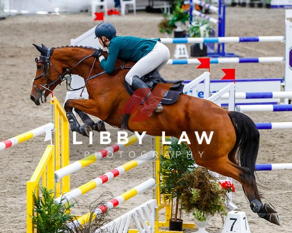 jumper Haupouri Drama (New Zealand Warmblood, 2012, from Orlando van de Heffinck)