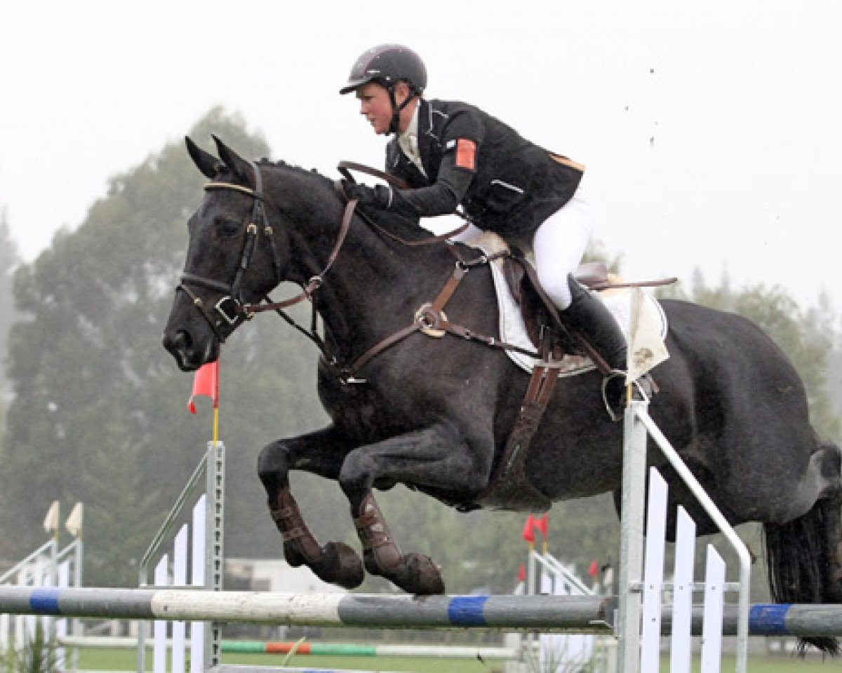 horse Toblerone (New Zealand Warmblood, 2006, from Oberon du Moulin)