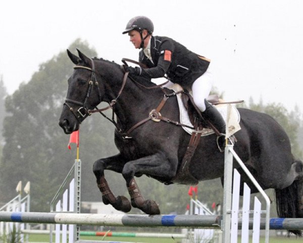 horse Toblerone (New Zealand Warmblood, 2006, from Oberon du Moulin)