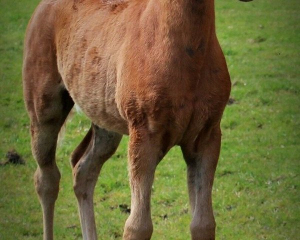 horse Moonlight (German Riding Pony, 2021, from Hengst von Heidbergs Nanch / FS Golden Highlight)