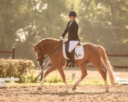 dressage horse New Balance (Rhinelander, 2017, from Fs Numero Uno)
