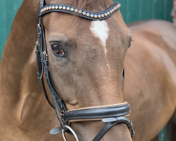 dressage horse Hollywood 60 (Hanoverian, 2012, from Herzensdieb)