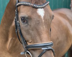 dressage horse Hollywood 60 (Hanoverian, 2012, from Herzensdieb)
