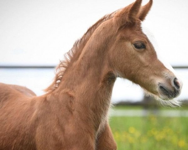 horse Das bunte Glück U (German Riding Pony, 2021, from Belissimo HS)