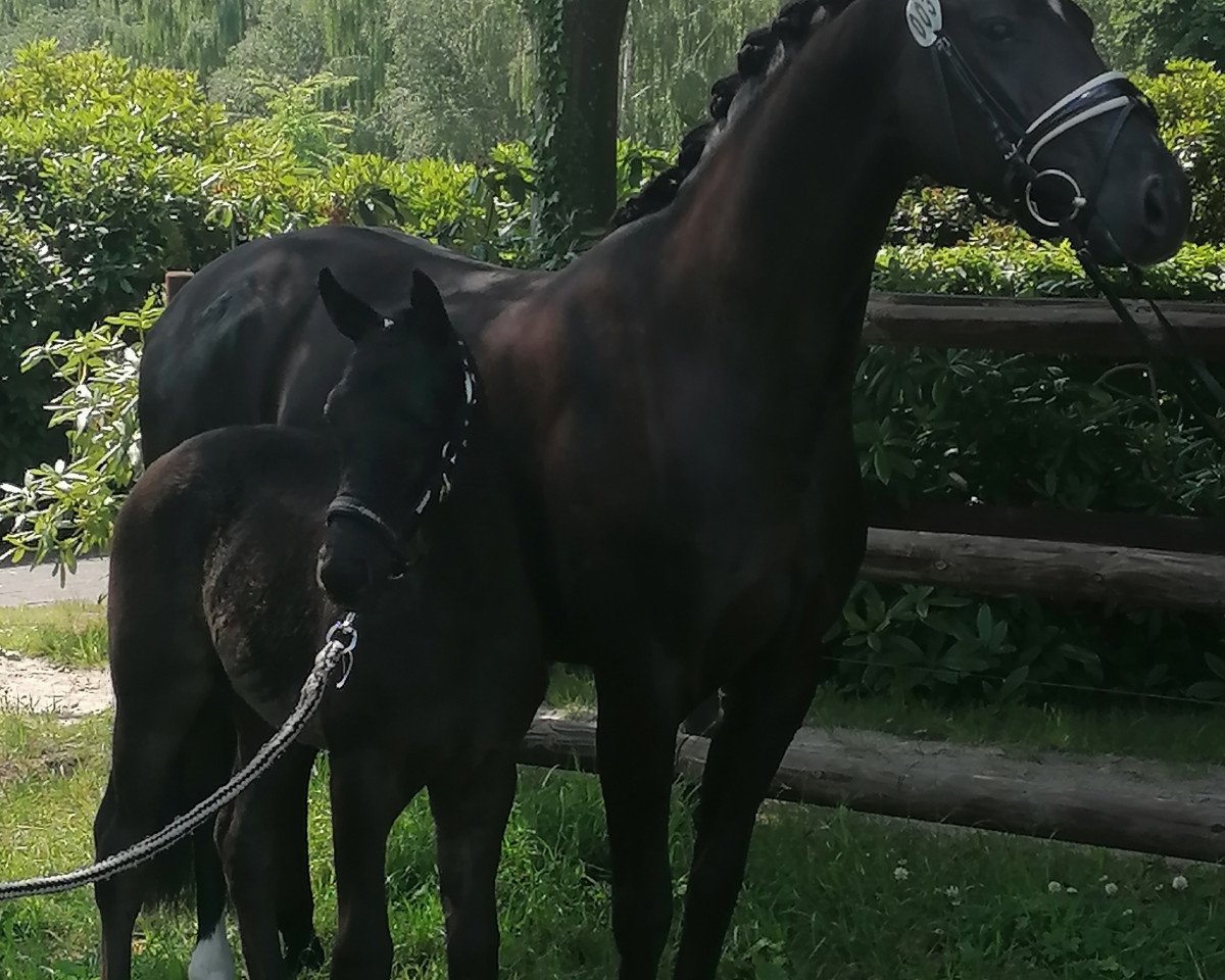 Klacz hodowlana Ferd (Hanower, 2014, od Fürstbischof)