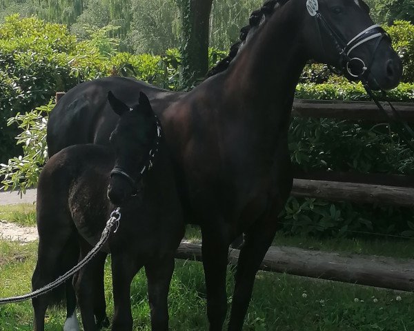broodmare Ferd (Hanoverian, 2014, from Fürstbischof)