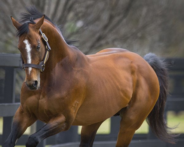 stallion Mossman xx (Thoroughbred, 1995, from Success Express xx)
