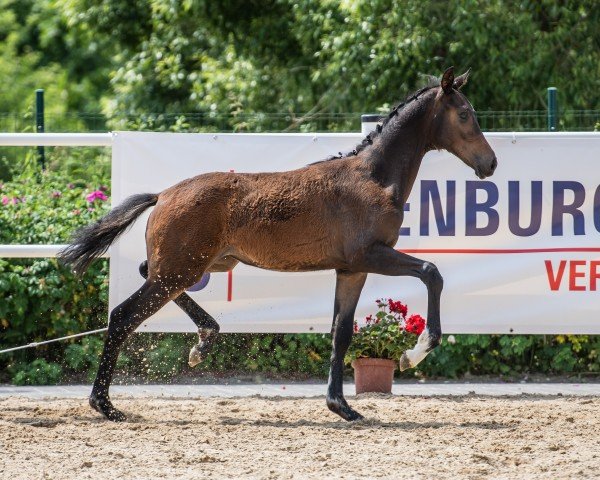 horse Stute von Viva Gold / Bernay (Oldenburg, 2022, from Viva Gold OLD)