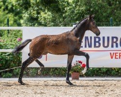 Pferd Stute von Viva Gold / Bernay (Oldenburger, 2022, von Viva Gold OLD)