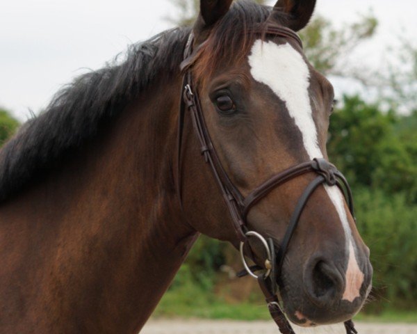 broodmare Loving Liesch (Holsteiner, 2018, from Loveless)