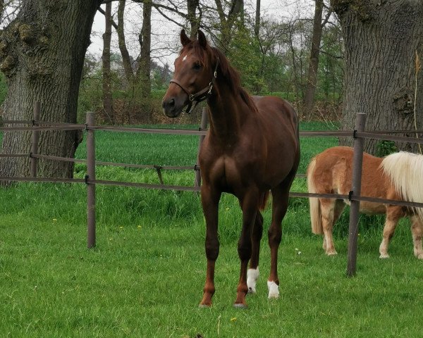 horse Big Blue HS (Holsteiner, 2019, from Big Star)