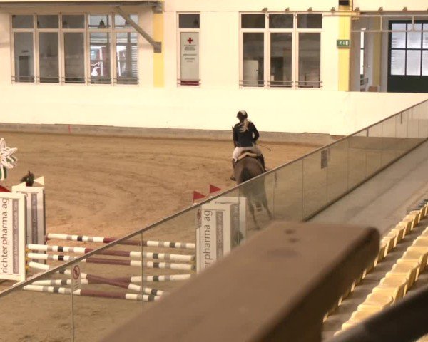 Reitturnier Stadl-Paura 2025