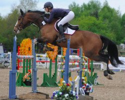 jumper Sebastian VII (anglo european sporthorse, 2006, from Unbelievable Darco)