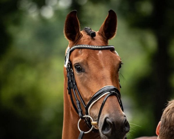 broodmare Vivandine (Hanoverian, 2017, from Vitalis)