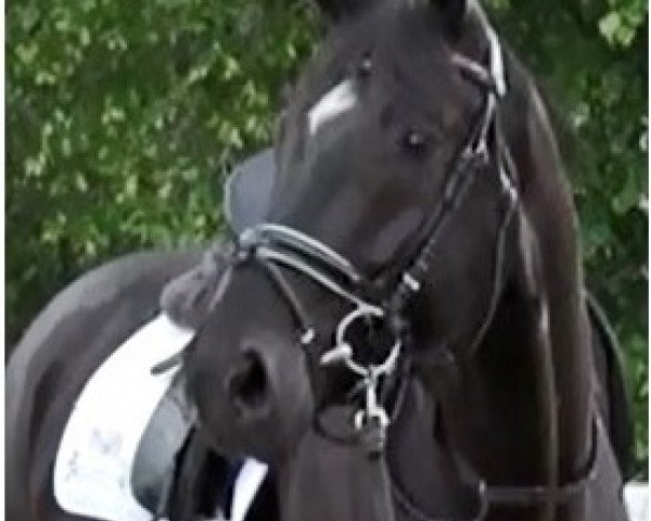 horse Fürst Henry (Hanoverian, 2017, from Fuerst William Old)