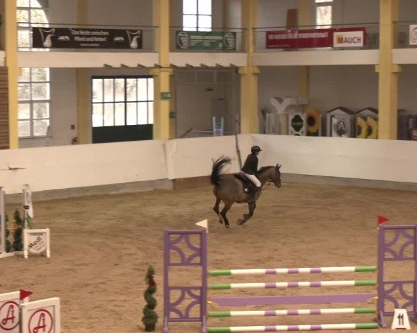 Reitturnier Stadl-Paura 2025