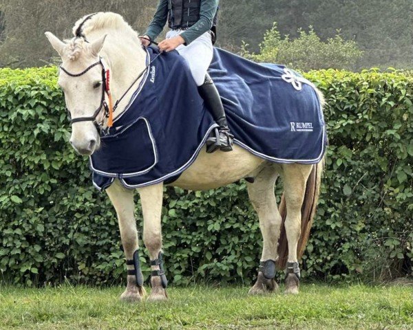 dressage horse Sjoenne (Fjord Horse, 2018, from Solfin Skovå)