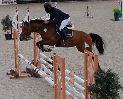 jumper Leonice Royale (KWPN (Royal Dutch Sporthorse), 2016, from Casalido)