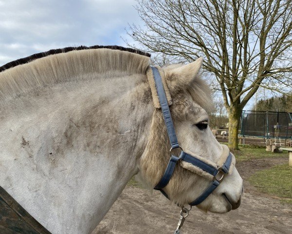 dressage horse Sjoenne (Fjord Horse, 2018, from Solfin Skovå)
