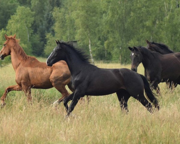 dressage horse Fantastico 68 (Hanoverian, 2015, from Fürst Belissaro)