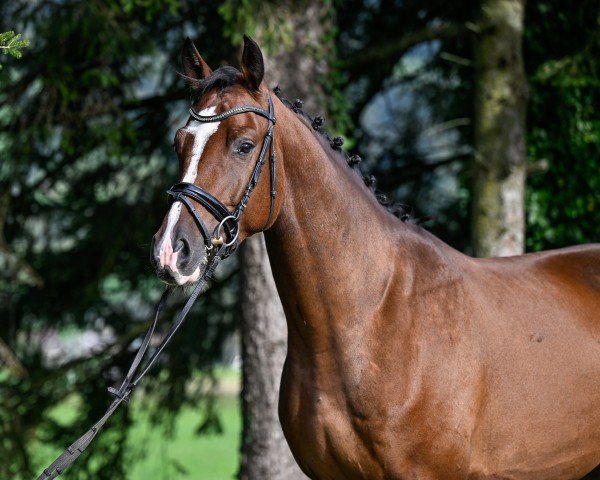 horse Caetano ZFK (Swiss Warmblood, 2021, from Cevin Costner)