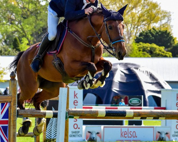 Springpferd Athena (Neuseeländisches Warmblut, 2009, von Fuego du Prelet)