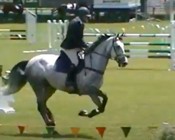 jumper Ultra Blue (New Zealand Warmblood, 2007, from Mr Blue)