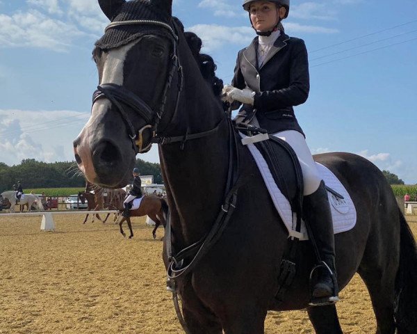 dressage horse Future Boy 13 (KWPN (Royal Dutch Sporthorse), 2010, from Classe VDL)