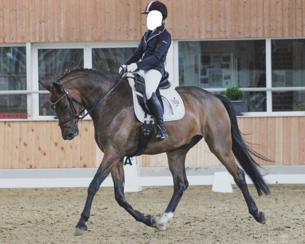 Pferd Mika K (Westfale, 2016)
