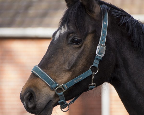 broodmare Classic (Westphalian, 2003, from Charming 8)