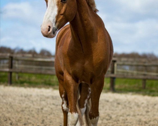 Dressurpferd Diamantenzauber G (Deutsches Reitpony, 2015, von Diamantenglanz AT)