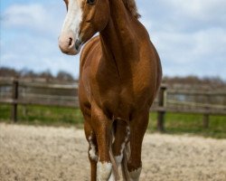 dressage horse Diamantenzauber G (German Riding Pony, 2015, from Diamantenglanz AT)