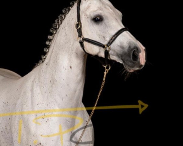 Cavallo da salto Ginella 38 (Hannover, 2013, di Grey Top)