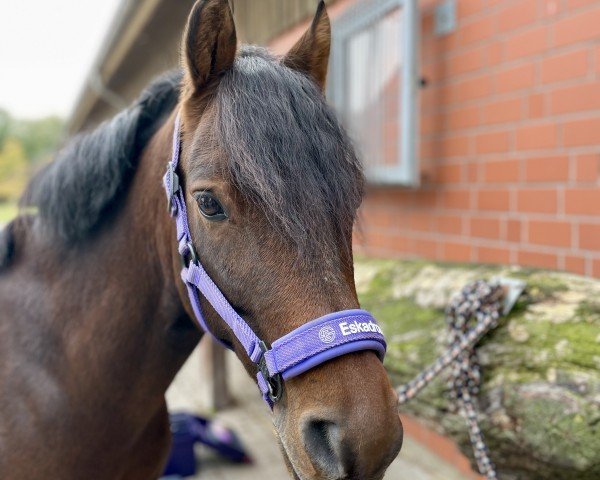 dressage horse Camelot E WE (German Riding Pony, 2015, from Ceylon E WE)